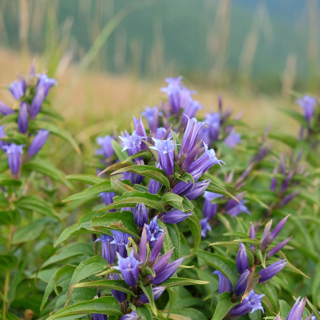 Gentiana asclepiadea