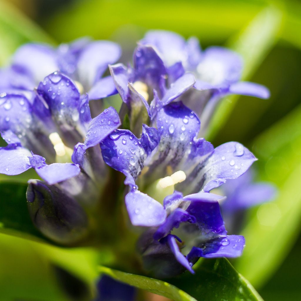 Gentiana dahurica