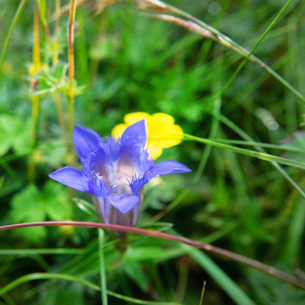 Gentiana septemfida var. lagodechiana