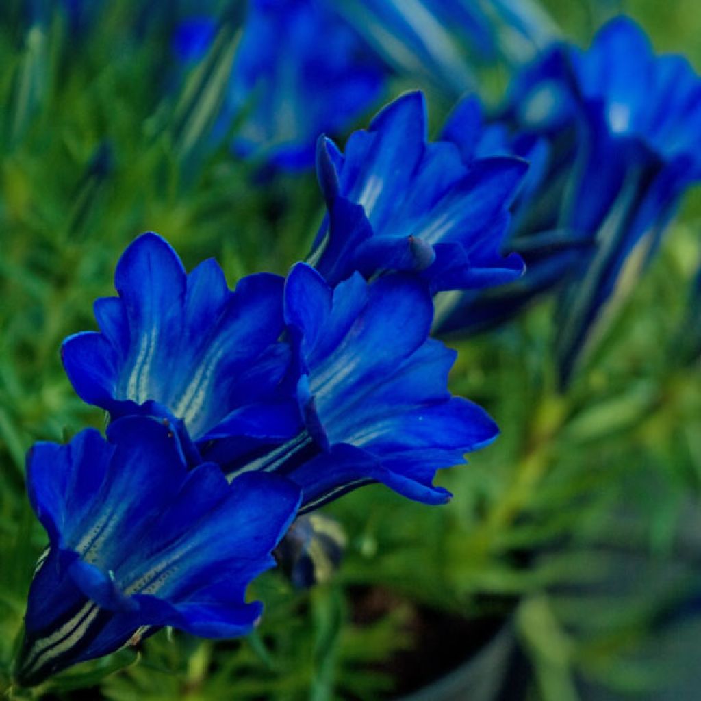 Gentiane sino-ornata bleue à floraison automnale, Gentiana