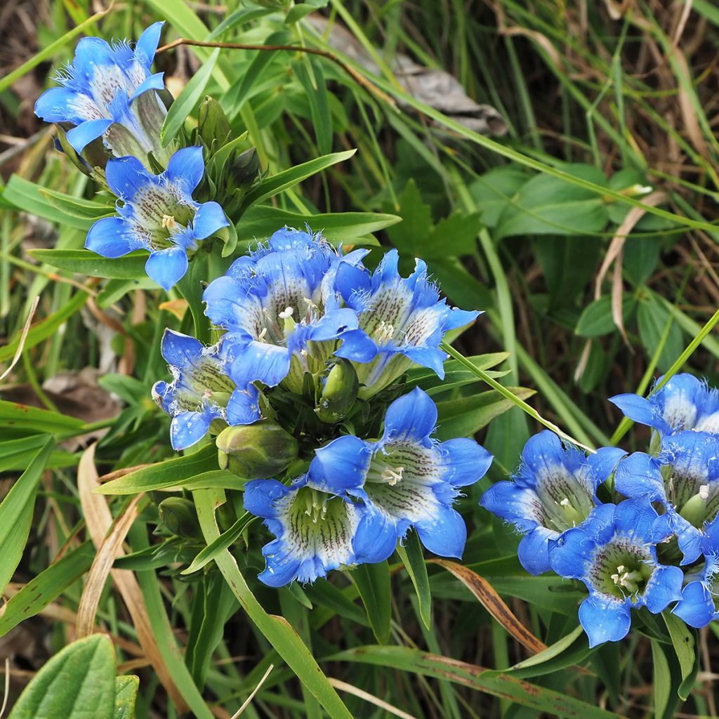 Gentiana sino-ornata