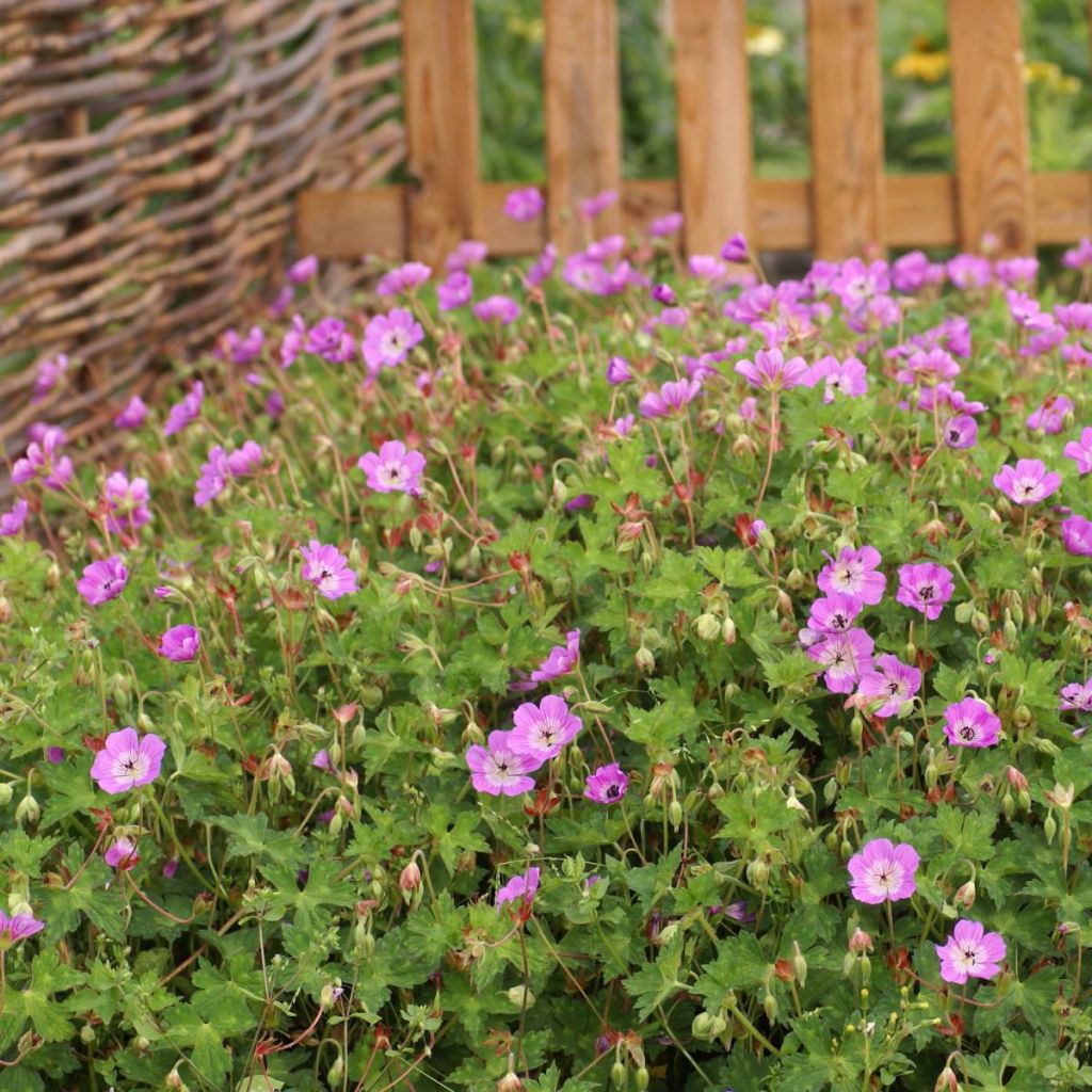 Geranium wallichianum Kelly-Anne