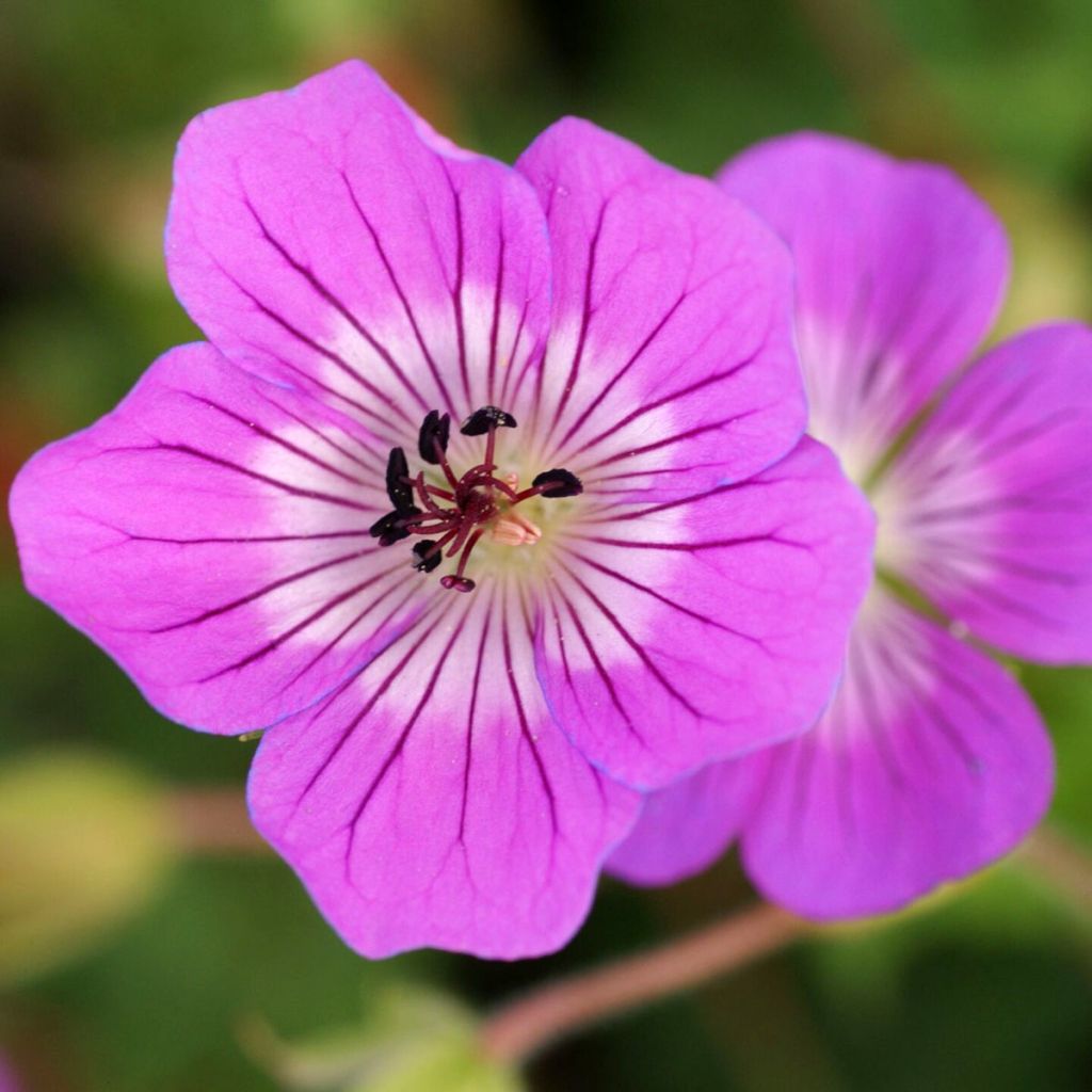 Geranium wallichianum Kelly-Anne