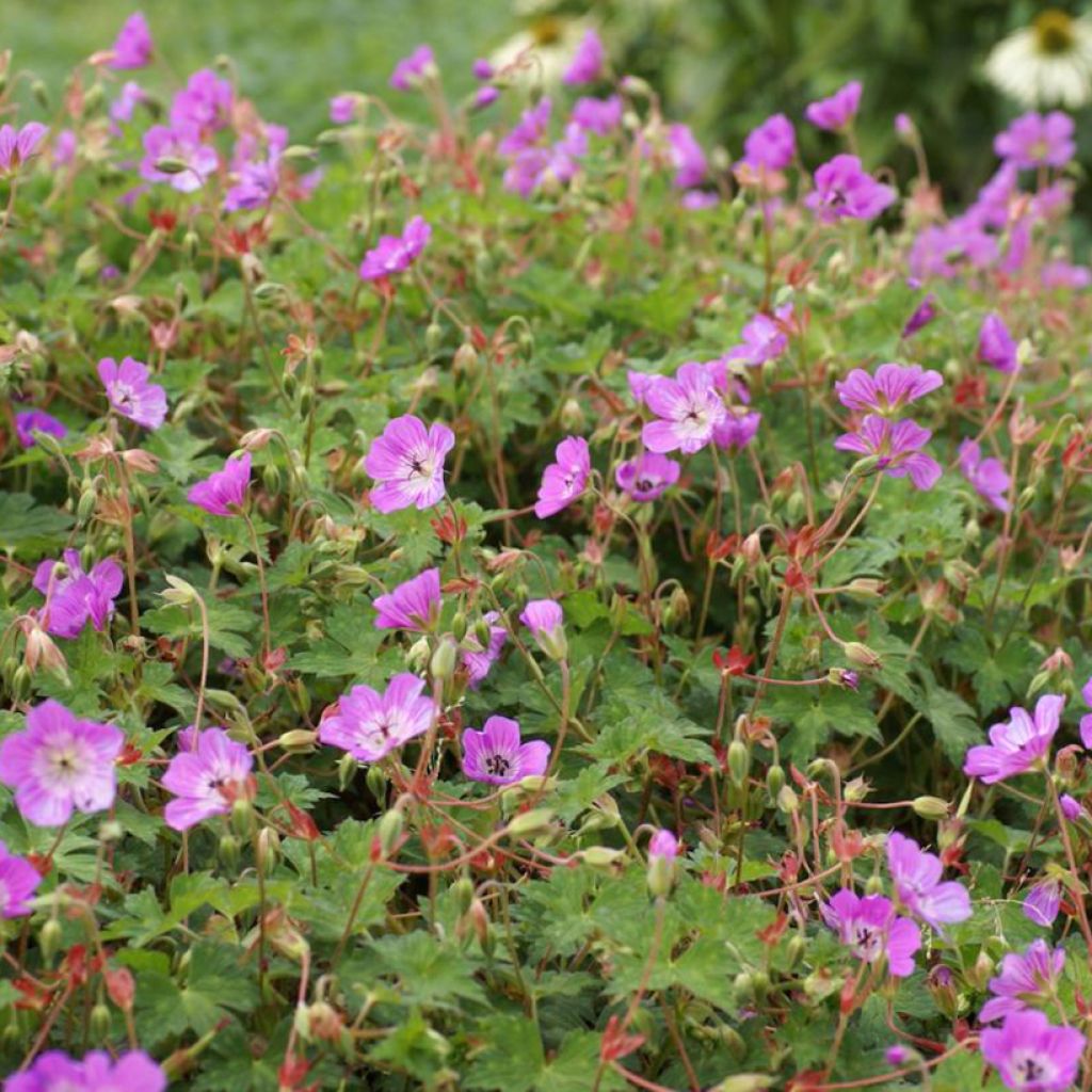 Geranium wallichianum Kelly-Anne