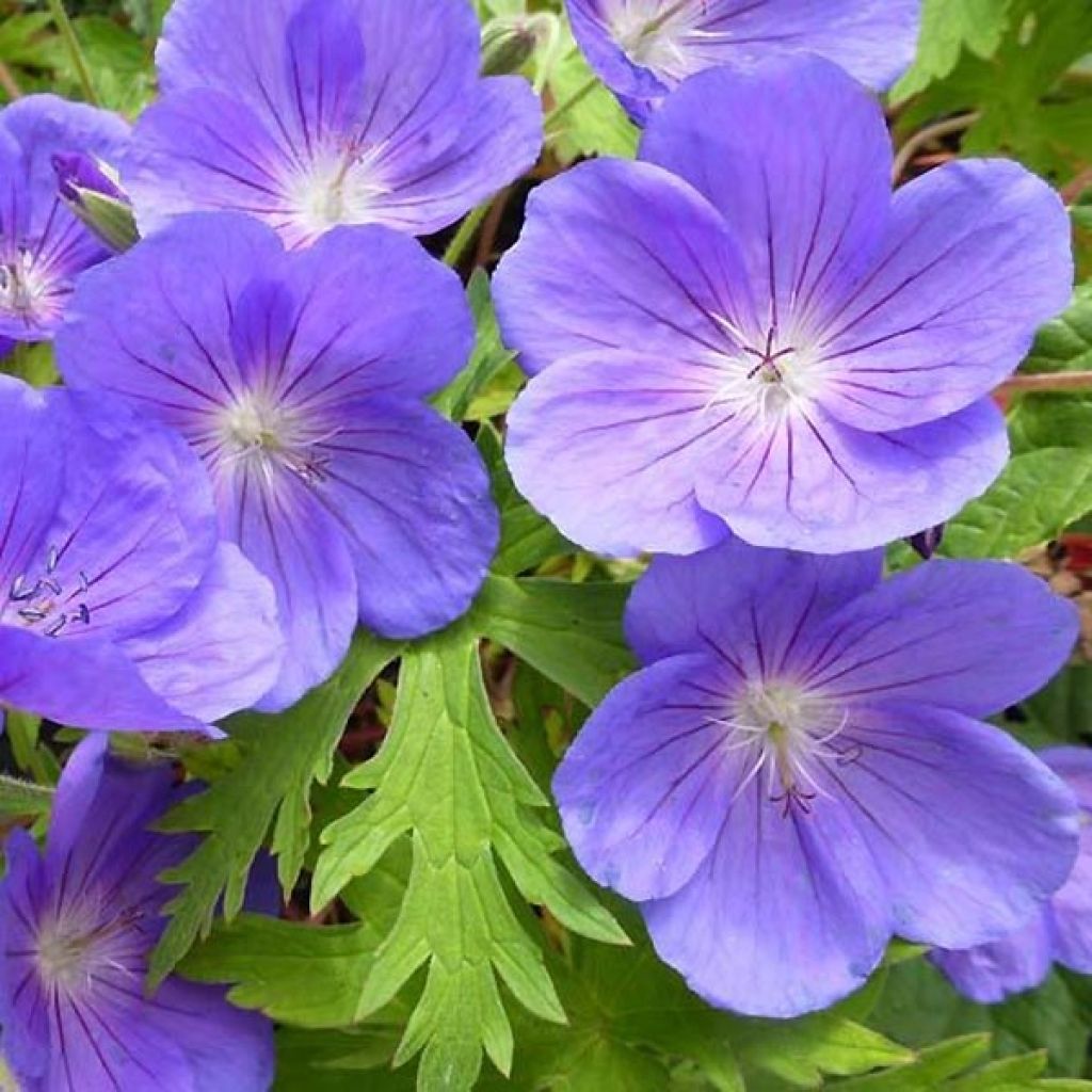 Geranium Eureka Blue - géranium vivace