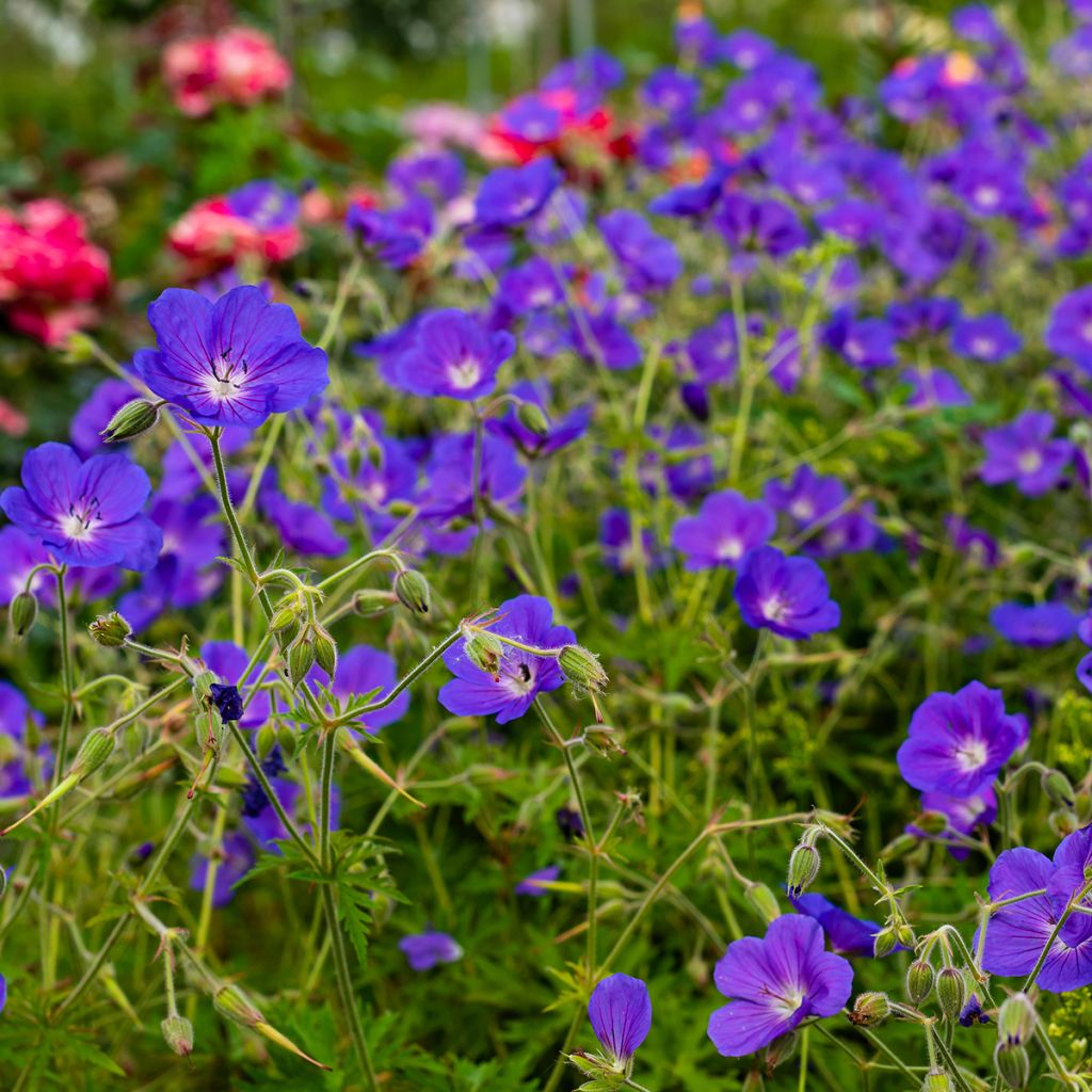 Geranium Eureka Blue