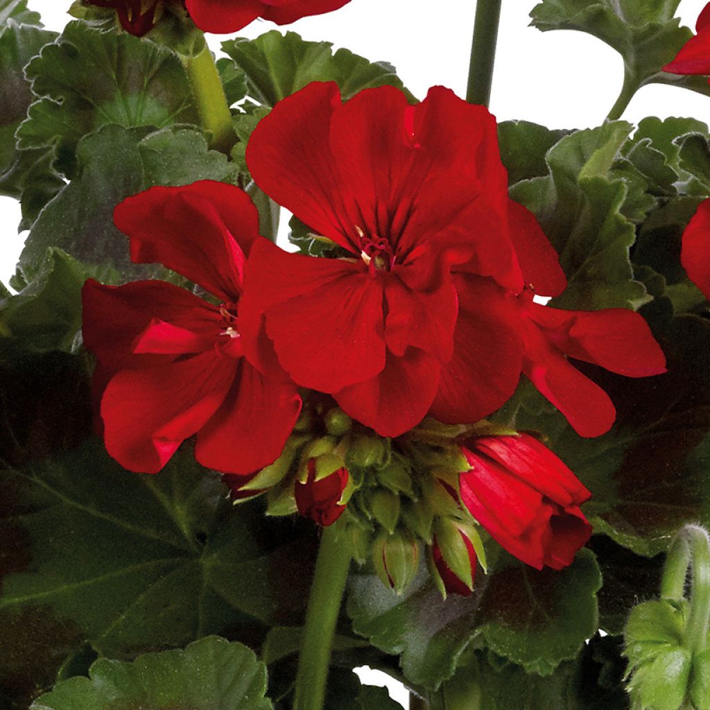 Pelargonium Galaxy Dark Red