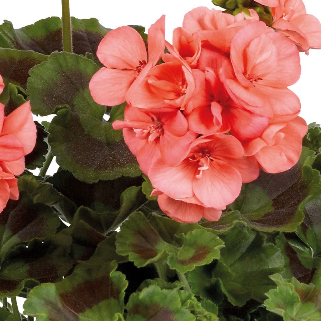 Pelargonium Galaxy Pink Salmon