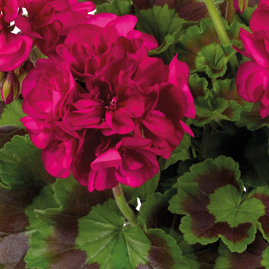 Pelargonium Galaxy Violet