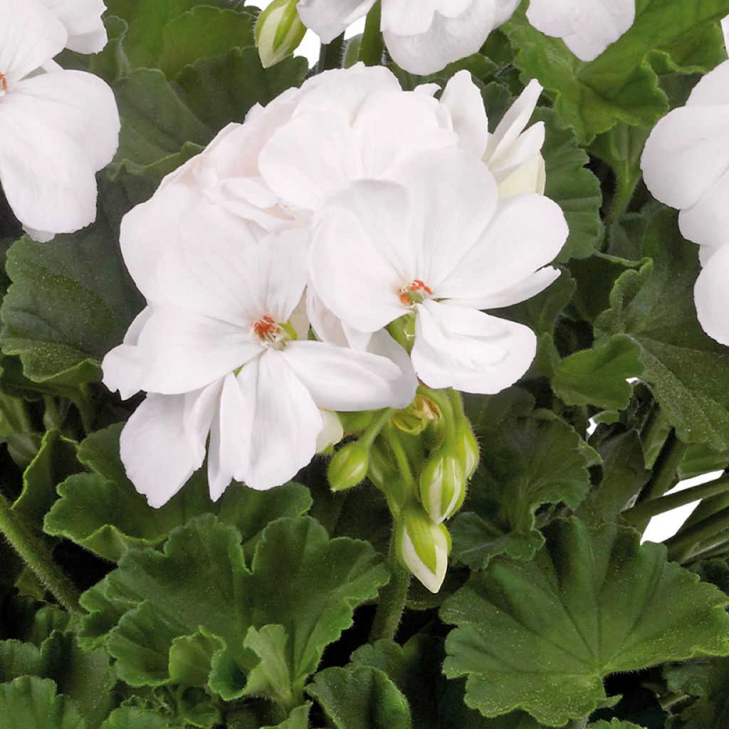 Pelargonium Galaxy White