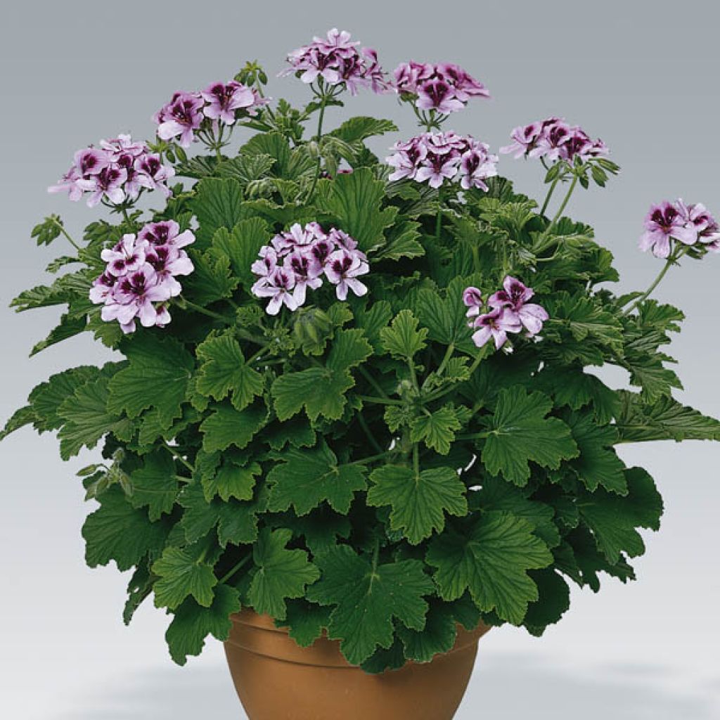 Pelargonium - Géranium parfumé Orange Fizz en pot