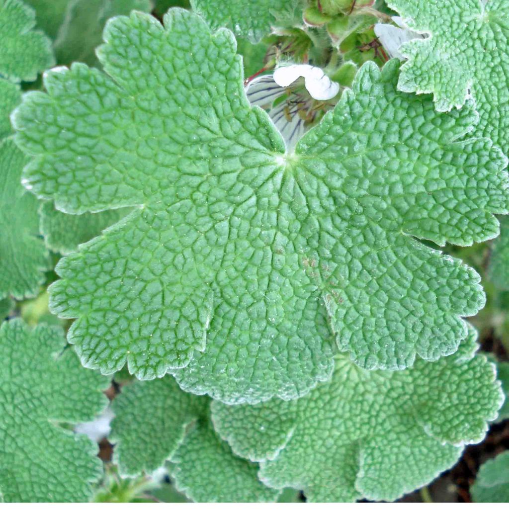 Geranium renardii