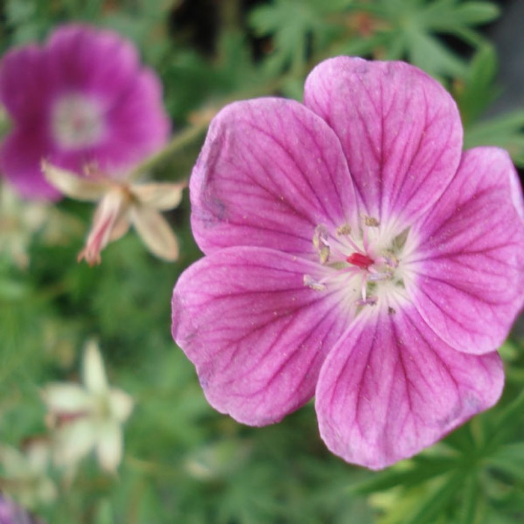 Géranium vivace sanguineum Elke