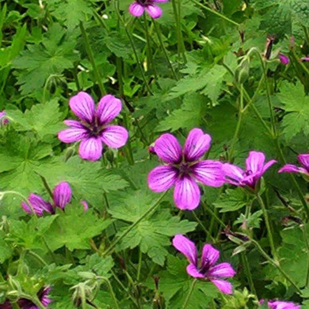 Geranium Sue Crûg