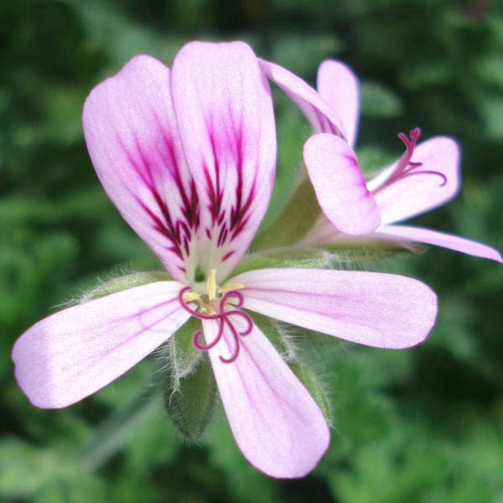 Pelargonium - Géranium parfumé Sweet Mimosa en pot