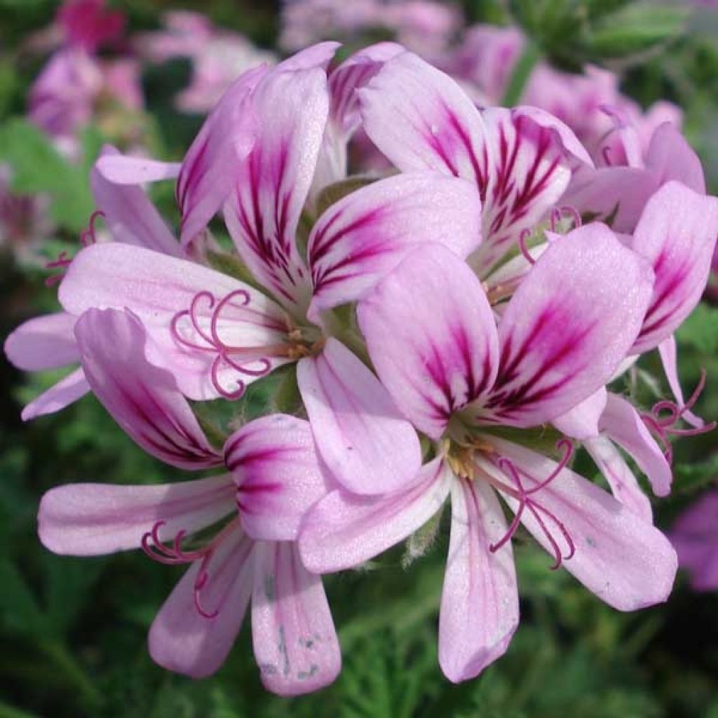 Pelargonium - Géranium parfumé Sweet Mimosa en pot