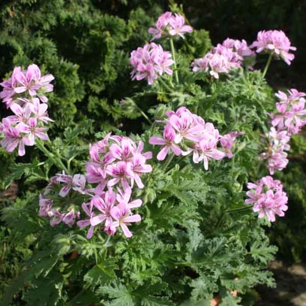 Pelargonium - Géranium parfumé Sweet Mimosa en pot