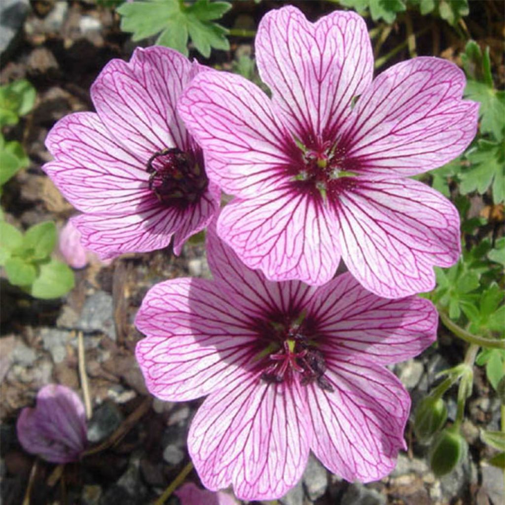 Geranium cinereum Ballerina - Géranium cendré