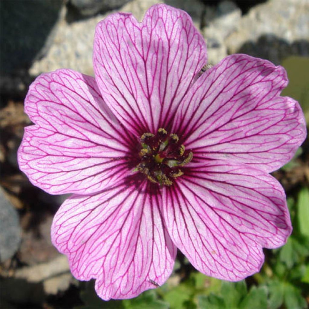 Geranium cinereum Ballerina - Géranium cendré