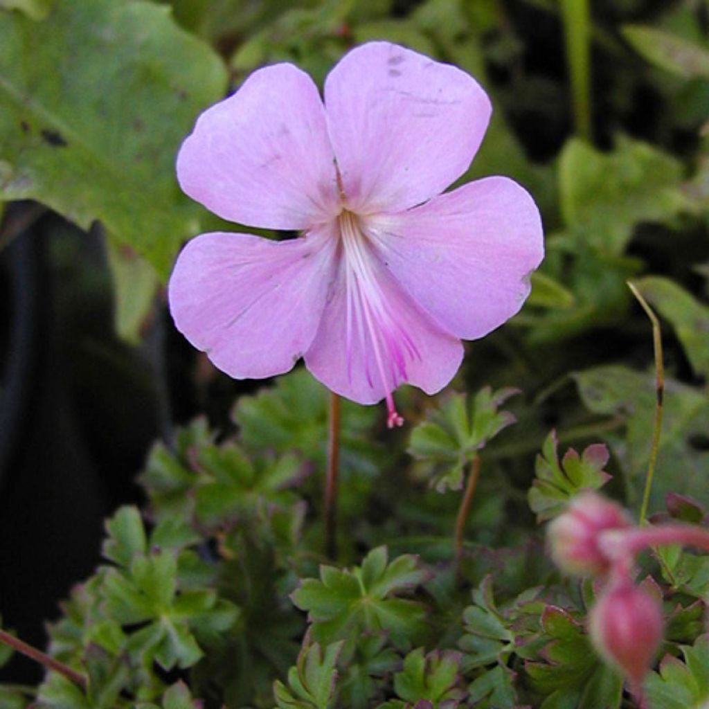 Geranium dalmaticum - Dalmatian Cranesbill