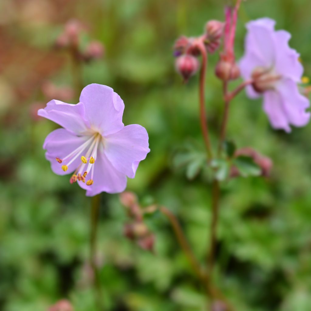 Geranium dalmaticum - Dalmatian Cranesbill