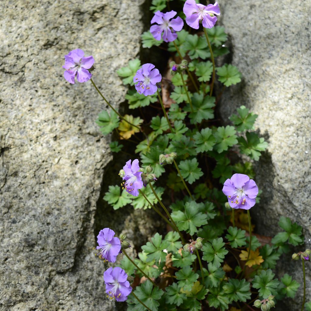 Geranium dalmaticum - Dalmatian Cranesbill