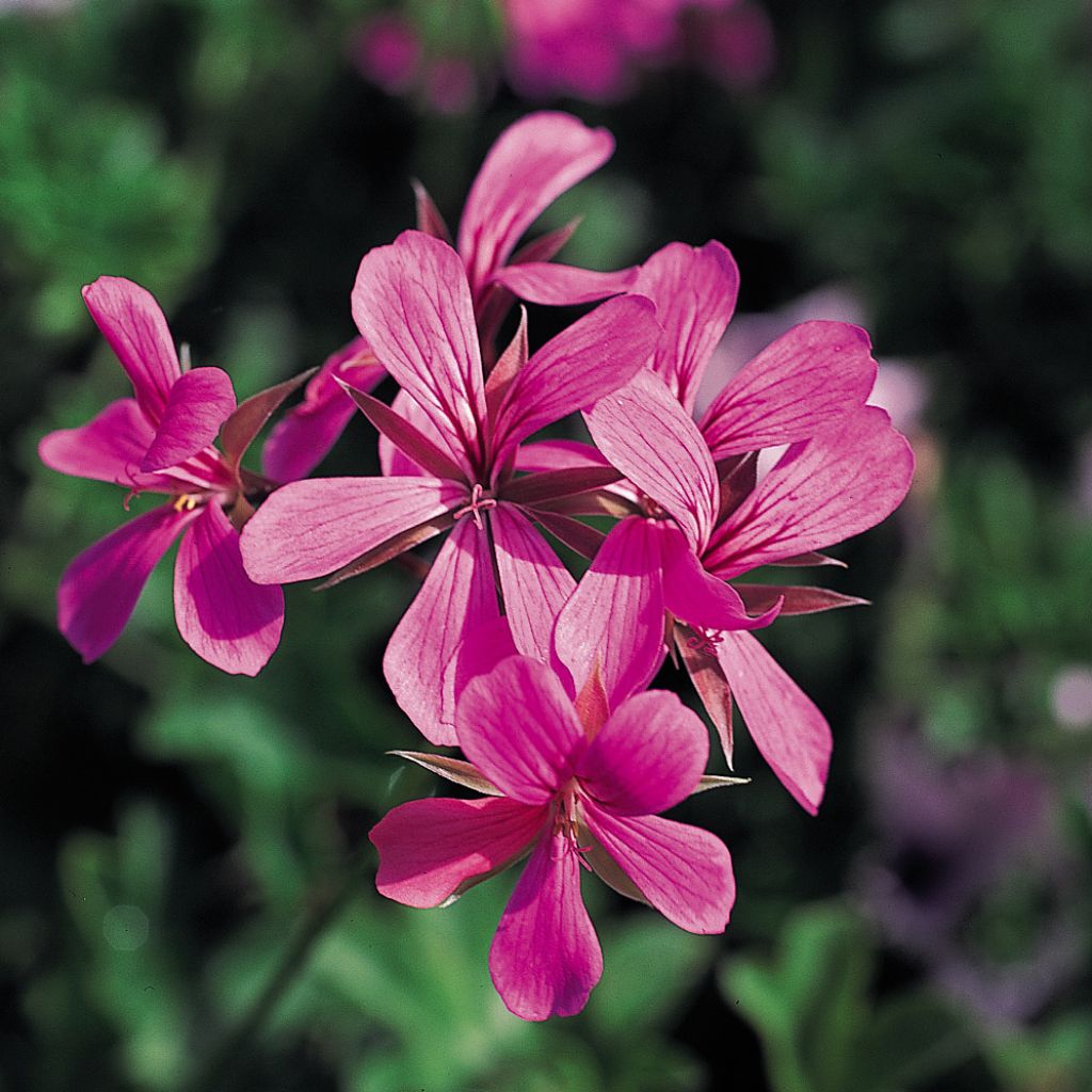 Pelargonium peltatum Balcon Lilas, Lila