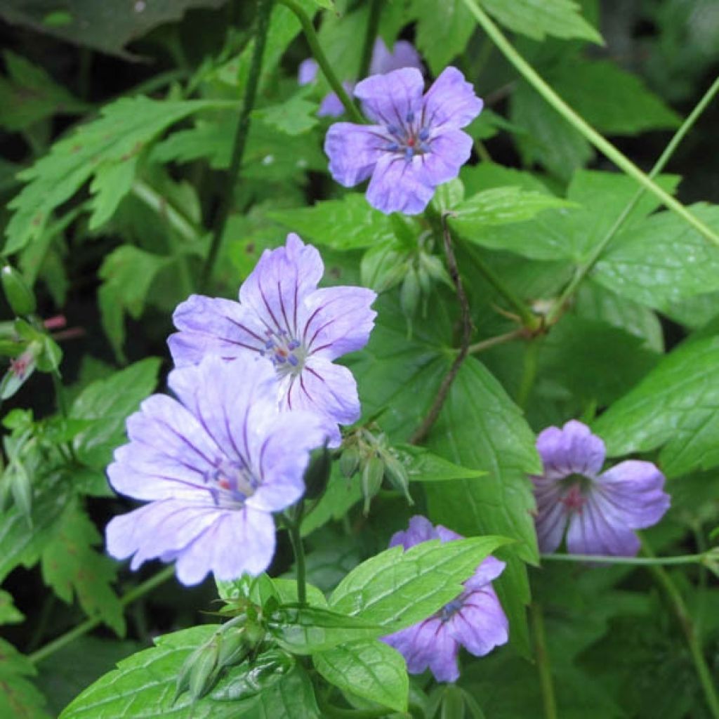 Géranium vivace nodosum