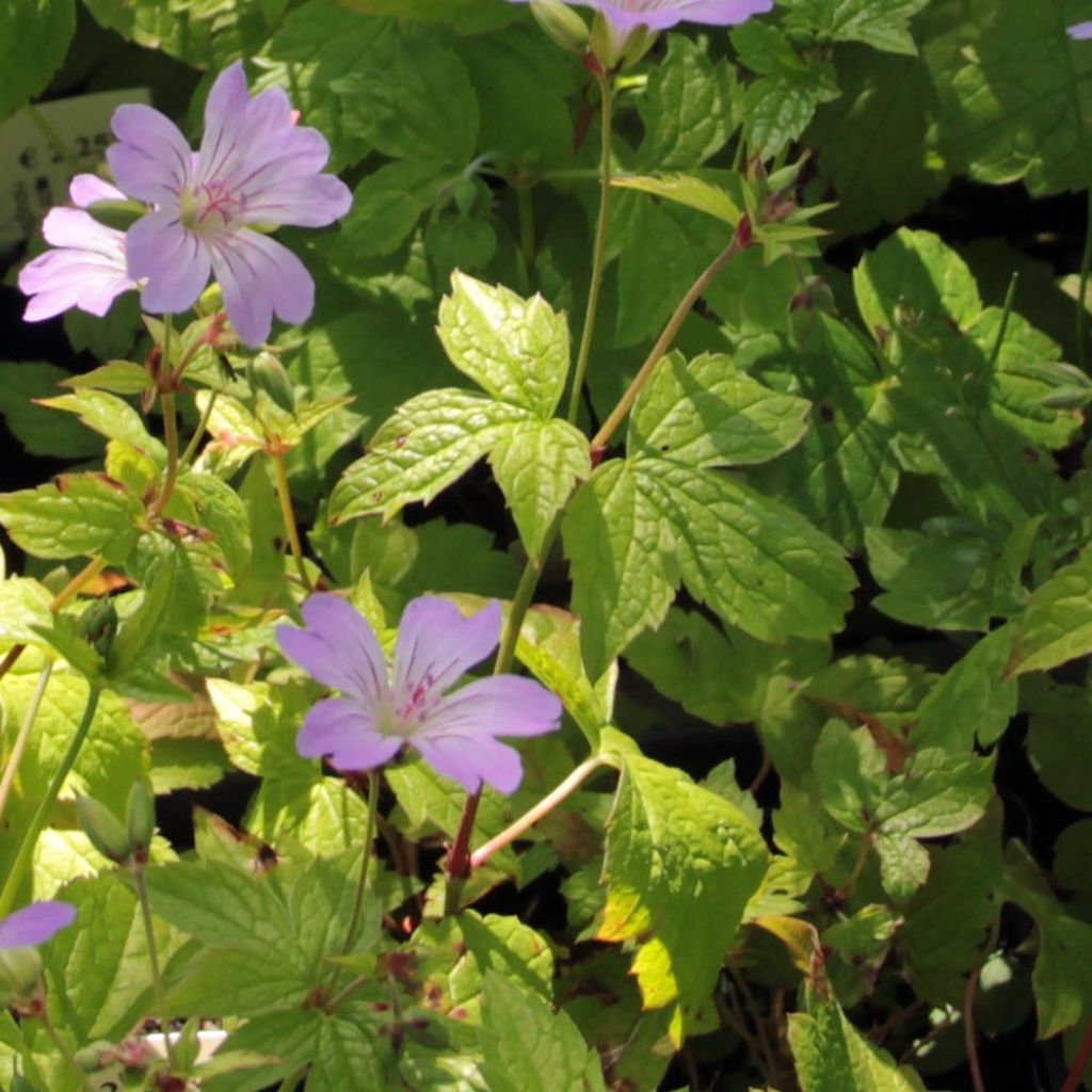 Geranium vivace nodosum Simon - Géranium noueux