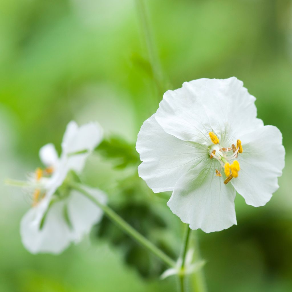 Geranium phaeum Album