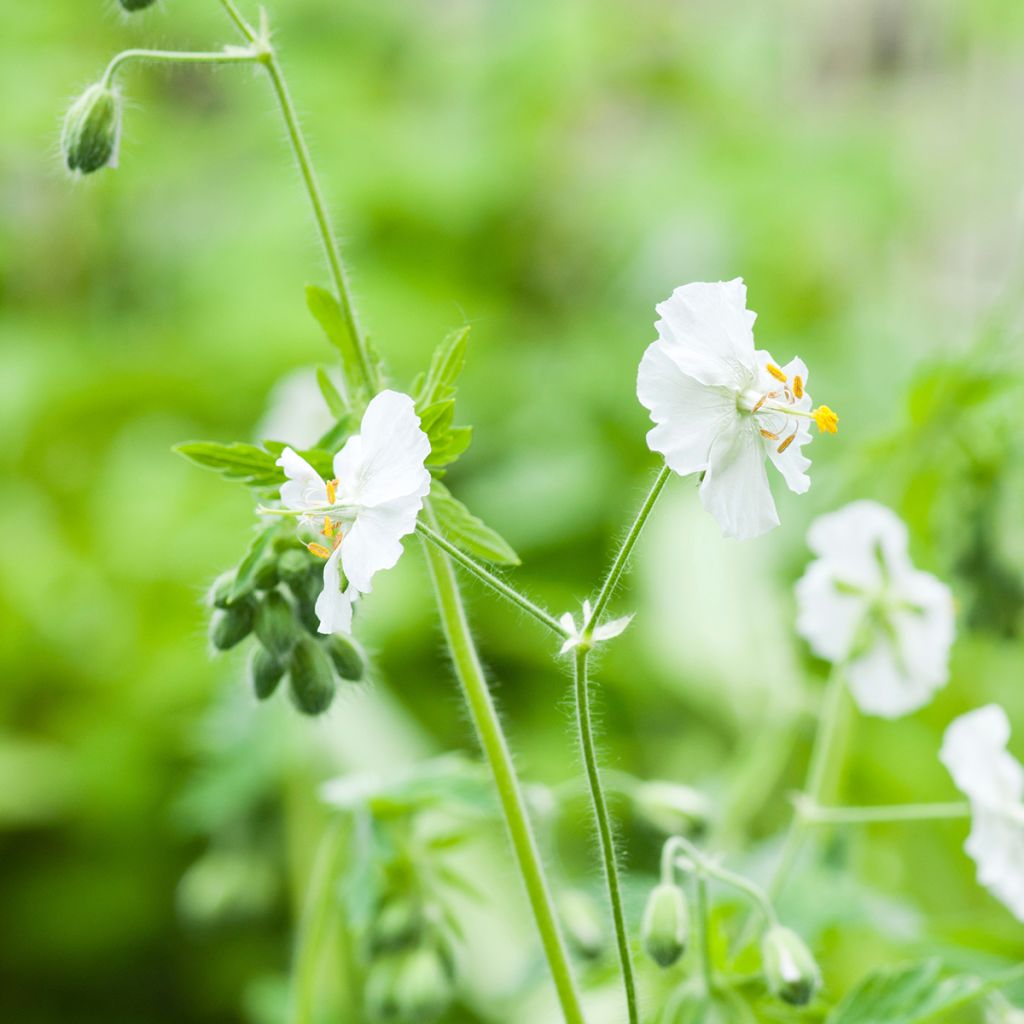 Geranium phaeum Album