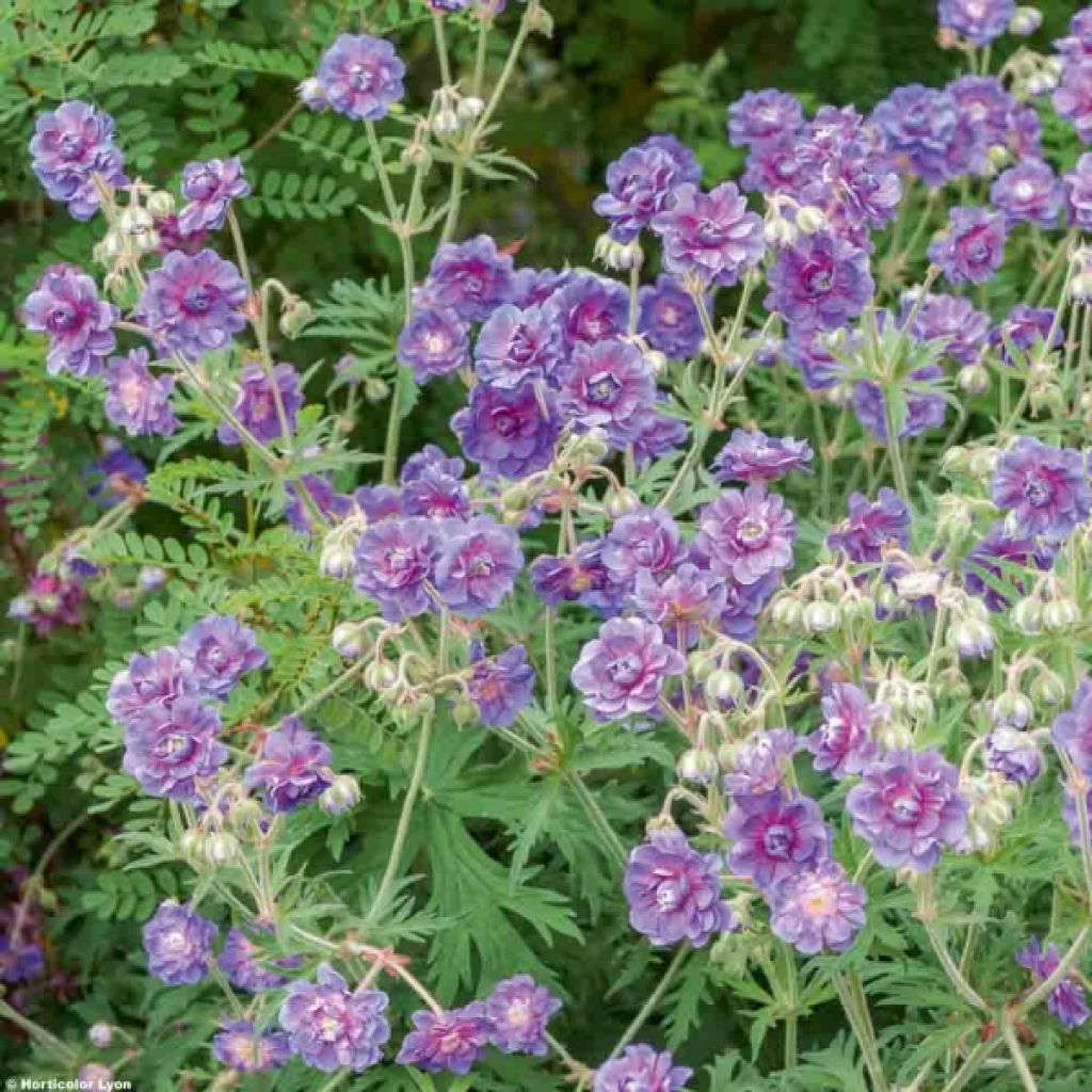 Géranium vivace pratense Plenum Violaceum