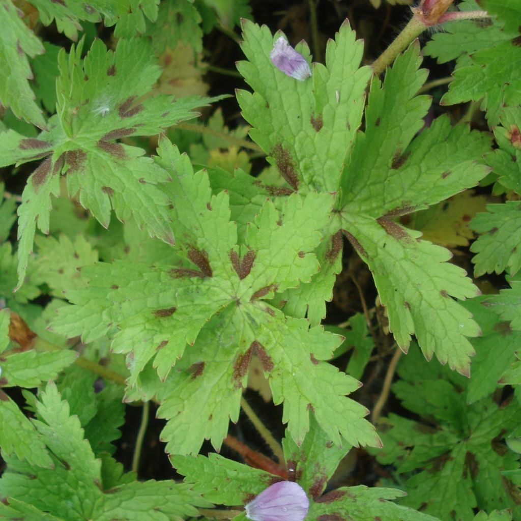 Geranium monacense Claudine Dupont