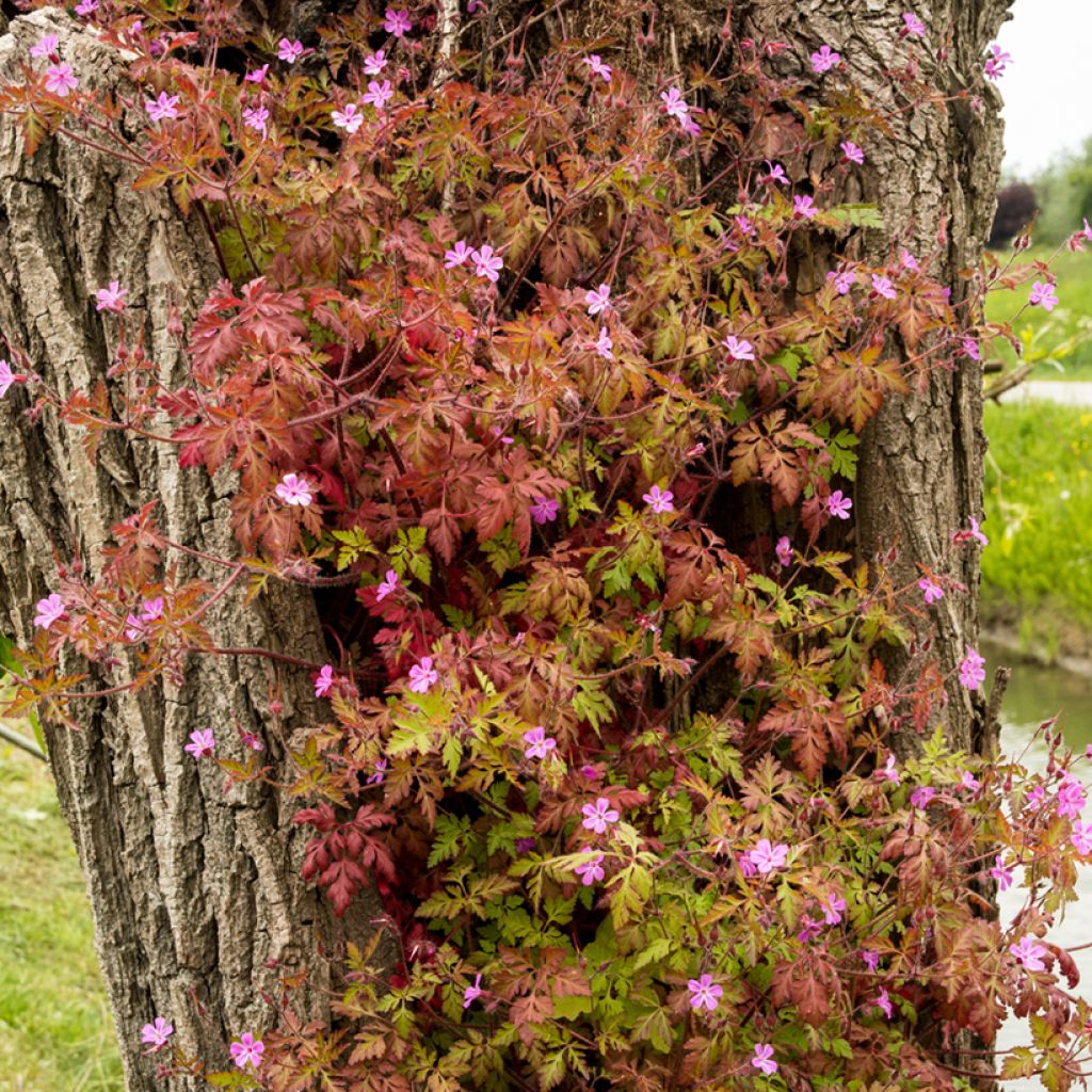 Geranium robertianum - Géranium Herbe à Robert