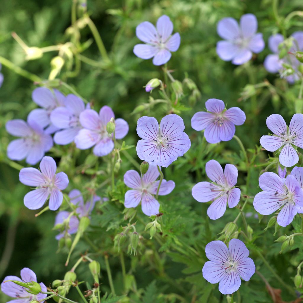 Geranium Blue Cloud