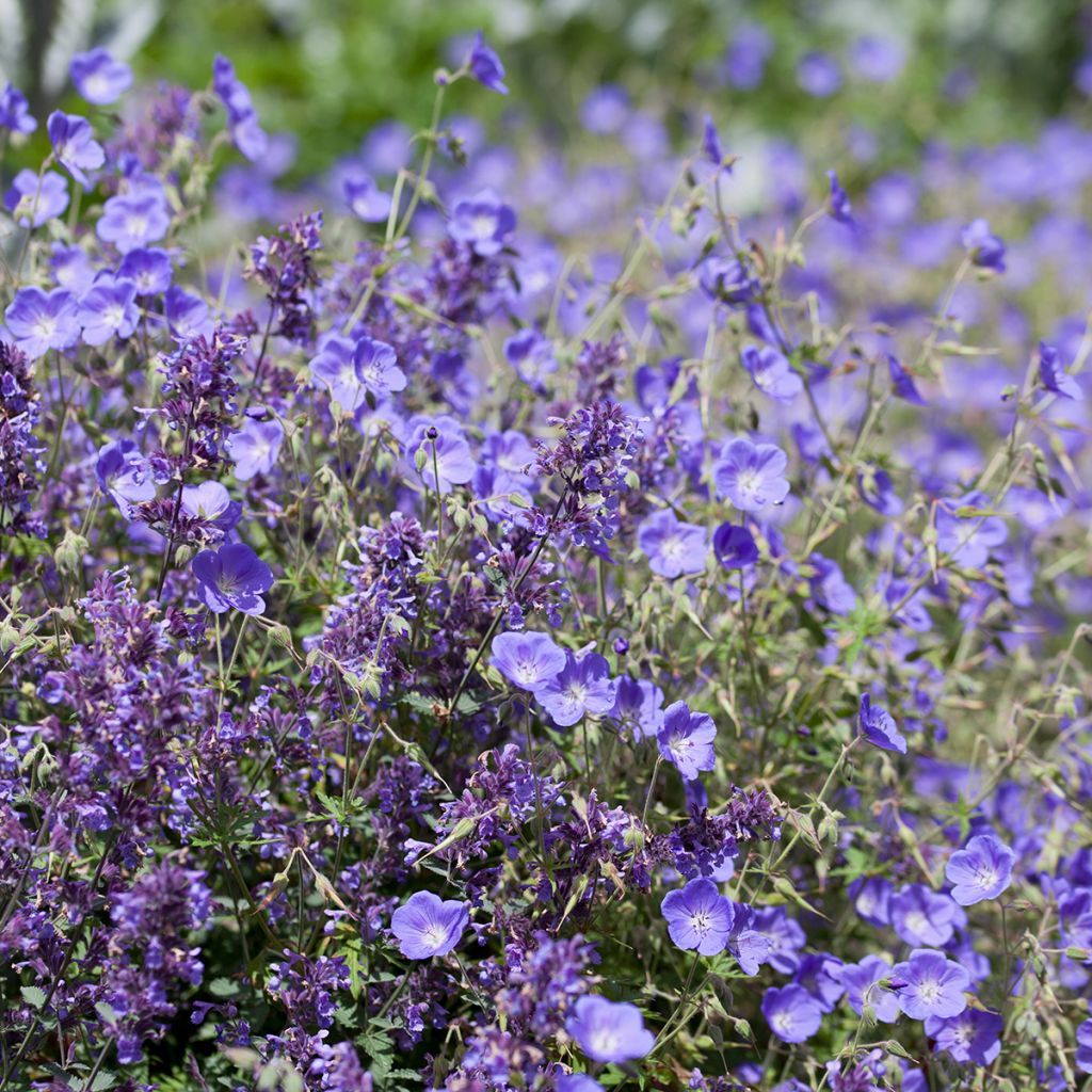 Geranium Brookside