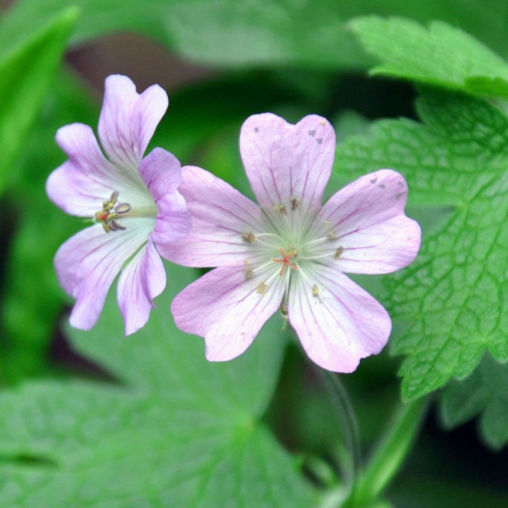 Geranium vivace Chantilly - Géranium rose bleuté