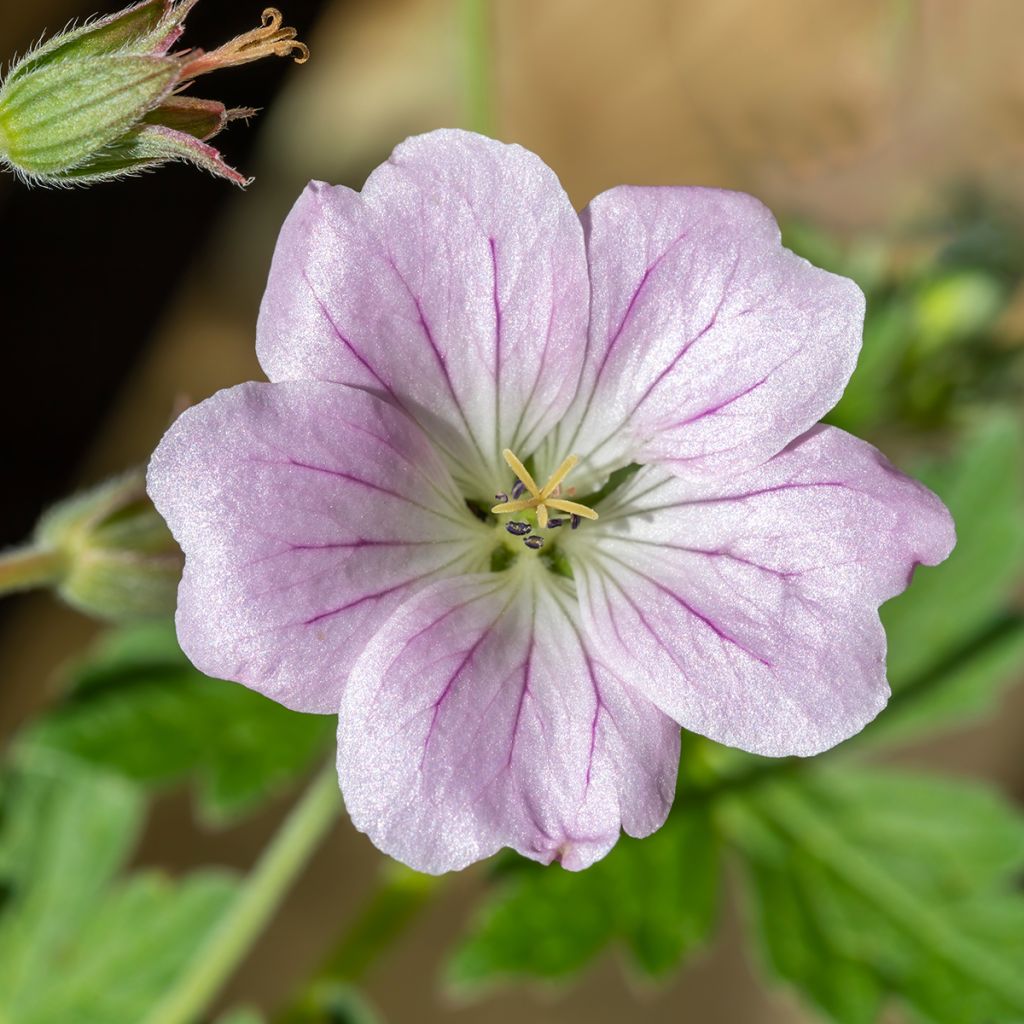 Geranium Dreamland