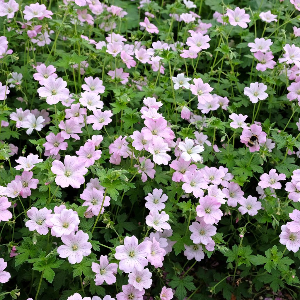 Geranium Dreamland