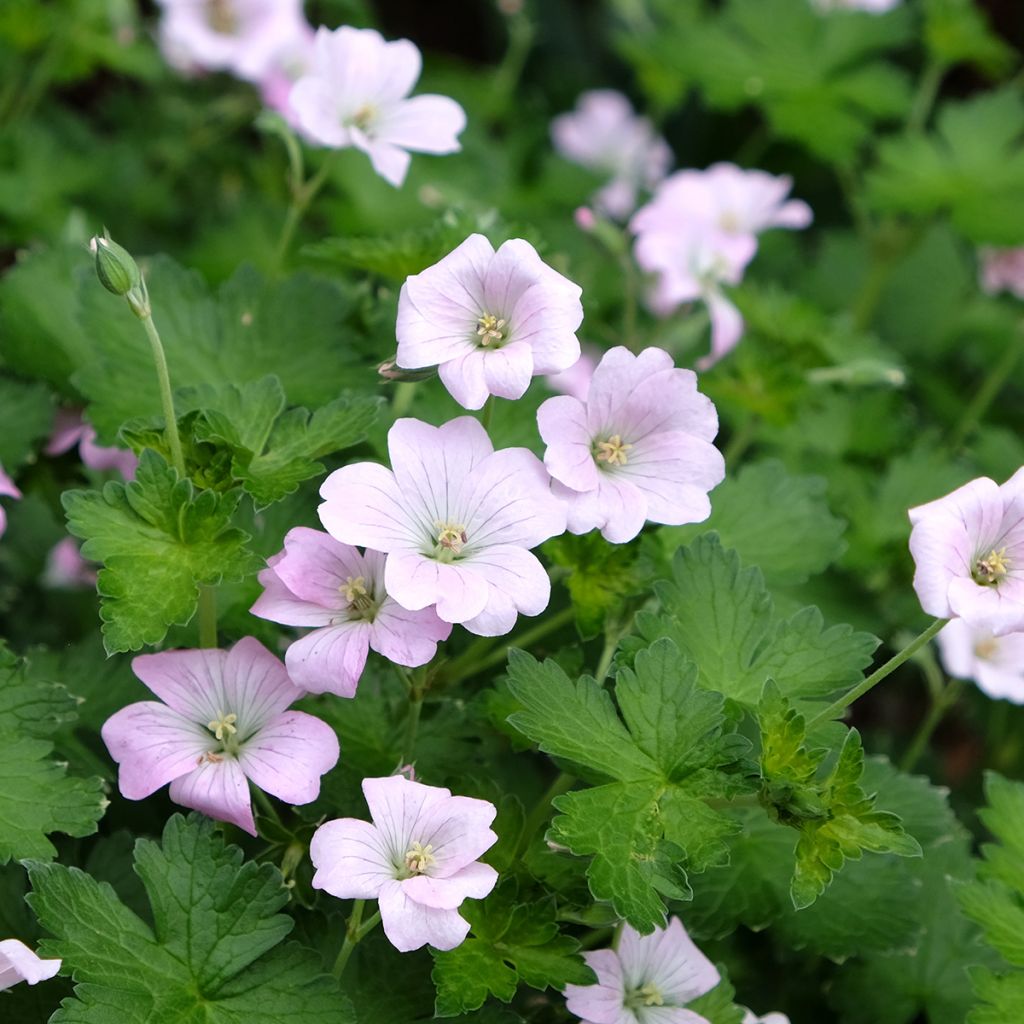 Geranium Dreamland