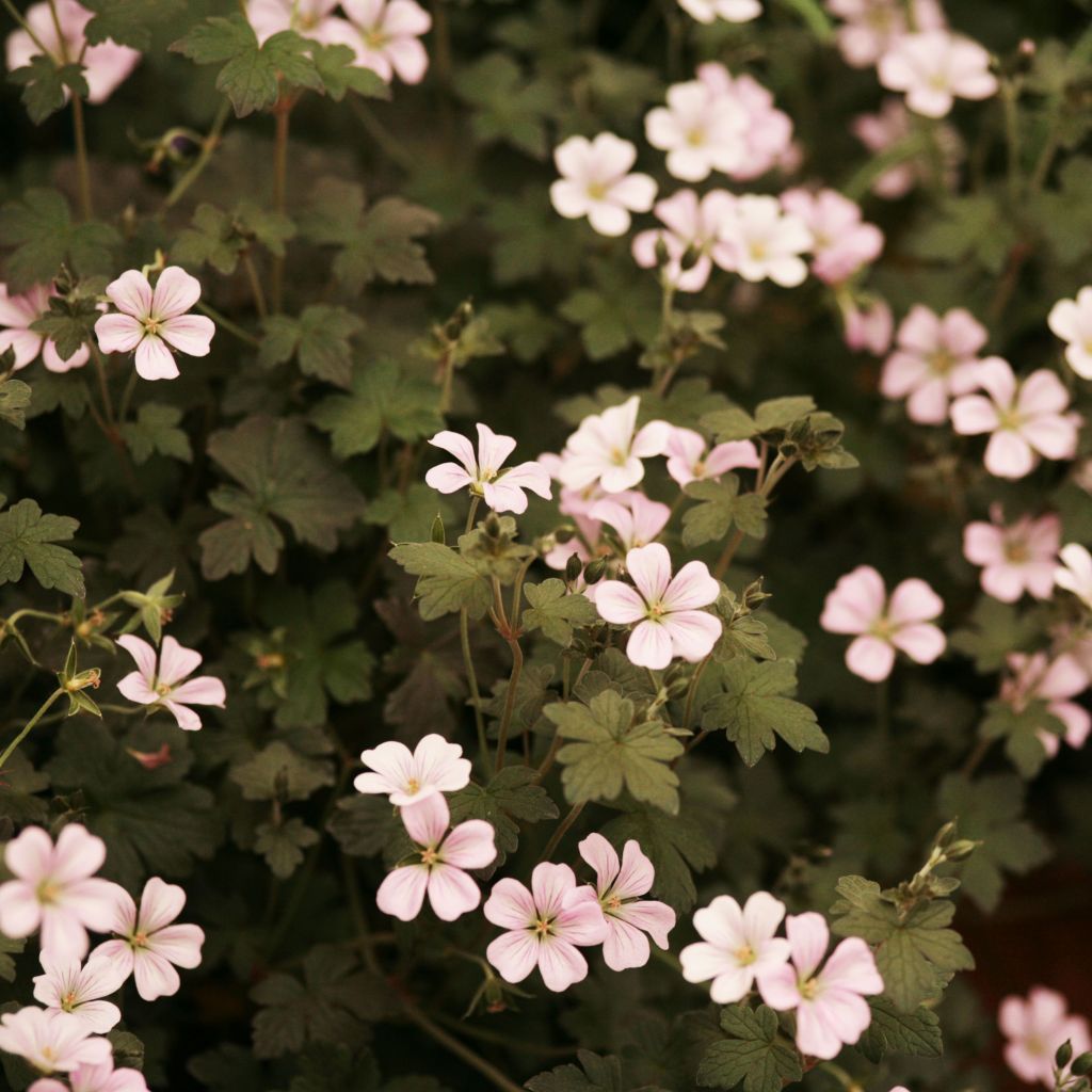 Geranium vivace Dusky Crug - Géranium hybride rose pâle, feuillage chocolat