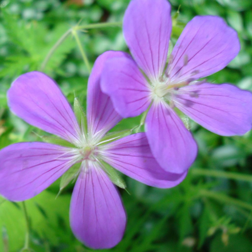 Geranium Nimbus