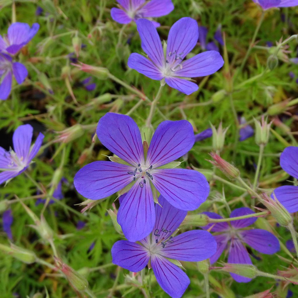 Geranium Nimbus