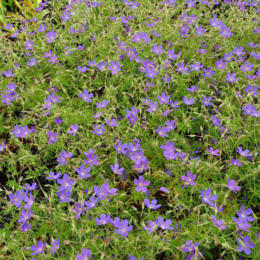 Geranium vivace Nimbus