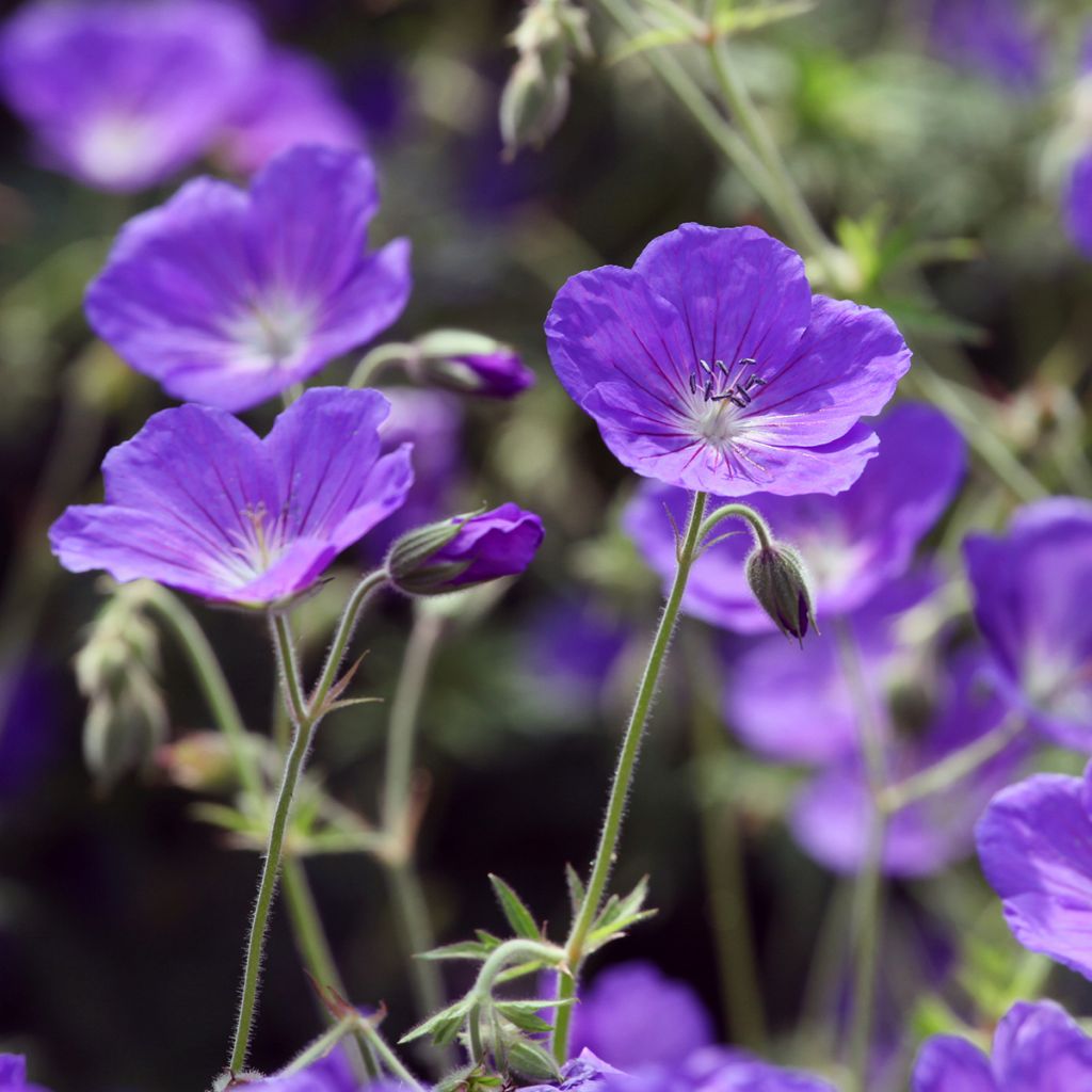 Geranium Orion