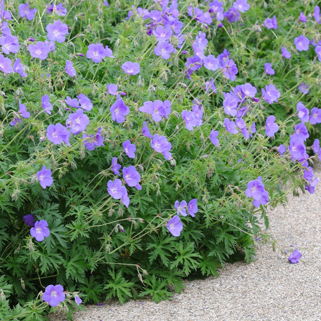 Geranium Orion