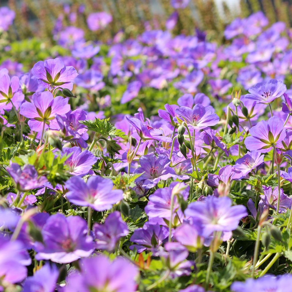 Geranium Orion