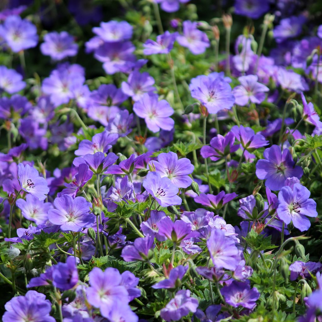 Geranium Orion