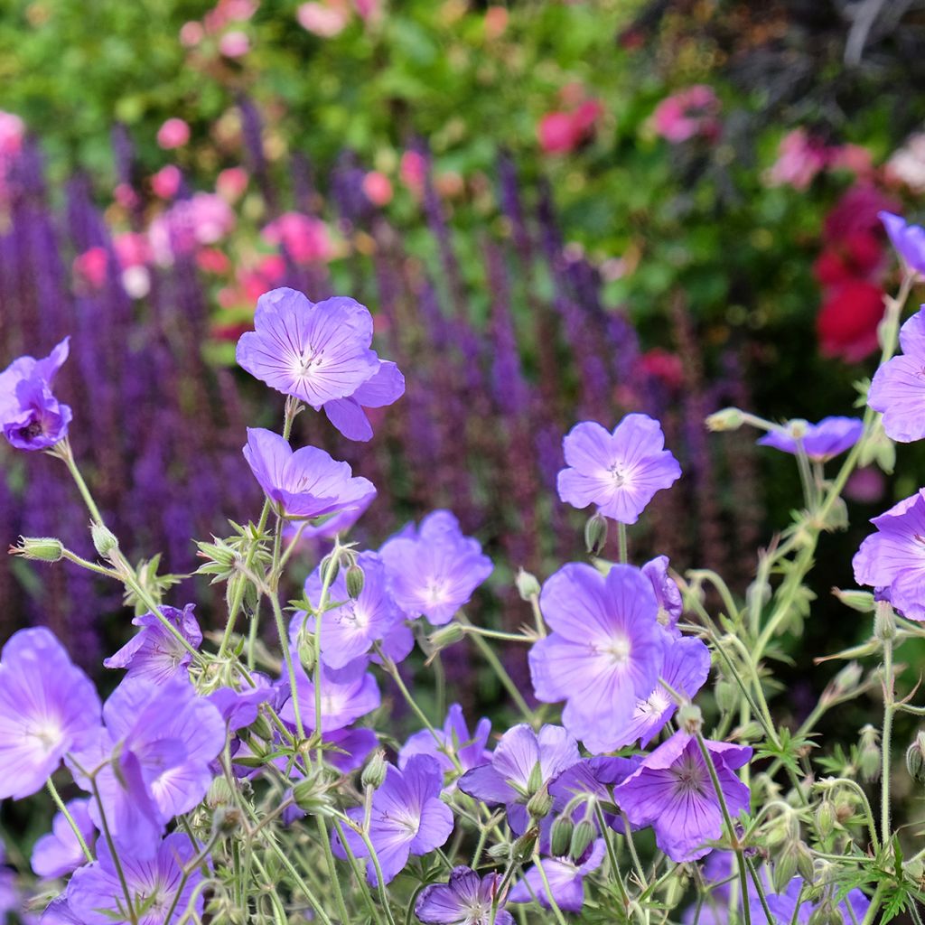 Geranium Orion