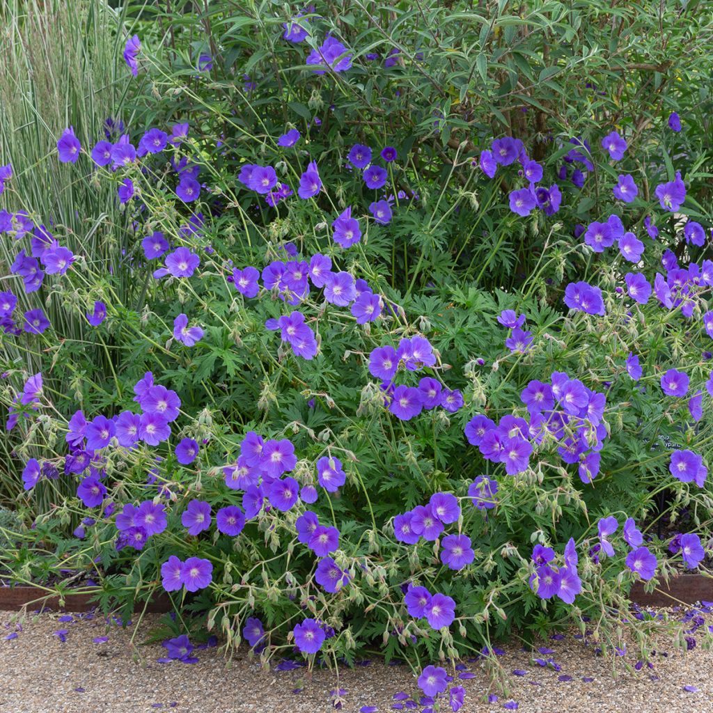 Geranium Orion